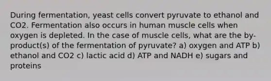 During fermentation, yeast cells convert pyruvate to ethanol and CO2. Fermentation also occurs in human muscle cells when oxygen is depleted. In the case of muscle cells, what are the by-product(s) of the fermentation of pyruvate? a) oxygen and ATP b) ethanol and CO2 c) lactic acid d) ATP and NADH e) sugars and proteins