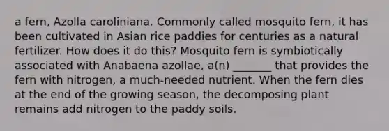 a fern, Azolla caroliniana. Commonly called mosquito fern, it has been cultivated in Asian rice paddies for centuries as a natural fertilizer. How does it do this? Mosquito fern is symbiotically associated with Anabaena azollae, a(n) _______ that provides the fern with nitrogen, a much-needed nutrient. When the fern dies at the end of the growing season, the decomposing plant remains add nitrogen to the paddy soils.