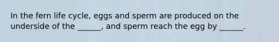 In the fern life cycle, eggs and sperm are produced on the underside of the ______, and sperm reach the egg by ______.