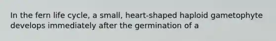 In the fern life cycle, a small, heart-shaped haploid gametophyte develops immediately after the germination of a