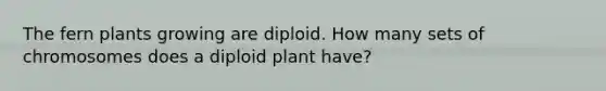 The fern plants growing are diploid. How many sets of chromosomes does a diploid plant have?