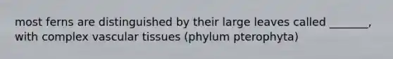 most ferns are distinguished by their large leaves called _______, with complex vascular tissues (phylum pterophyta)