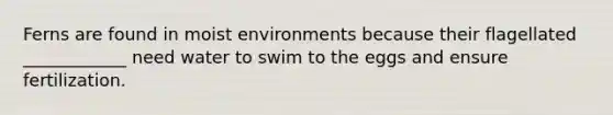 Ferns are found in moist environments because their flagellated ____________ need water to swim to the eggs and ensure fertilization.