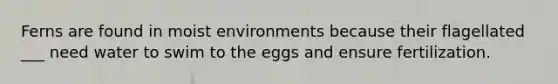 Ferns are found in moist environments because their flagellated ___ need water to swim to the eggs and ensure fertilization.