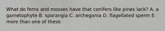 What do ferns and mosses have that conifers like pines lack? A. a gametophyte B. sporangia C. archegonia D. flagellated sperm E. more than one of these