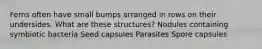 Ferns often have small bumps arranged in rows on their undersides. What are these structures? Nodules containing symbiotic bacteria Seed capsules Parasites Spore capsules