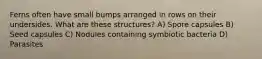 Ferns often have small bumps arranged in rows on their undersides. What are these structures? A) Spore capsules B) Seed capsules C) Nodules containing symbiotic bacteria D) Parasites