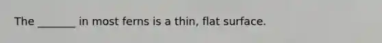 The _______ in most ferns is a thin, flat surface.