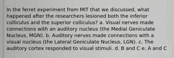 In the ferret experiment from MIT that we discussed, what happened after the researchers lesioned both the inferior colliculus and the superior colliculus? a. Visual nerves made connections with an auditory nucleus (the Medial Geniculate Nucleus, MGN). b. Auditory nerves made connections with a visual nucleus (the Lateral Geniculate Nucleus, LGN). c. The auditory cortex responded to visual stimuli. d. B and C e. A and C