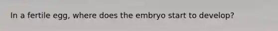 In a fertile egg, where does the embryo start to develop?