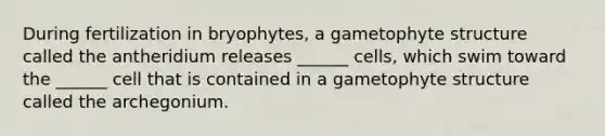 During fertilization in bryophytes, a gametophyte structure called the antheridium releases ______ cells, which swim toward the ______ cell that is contained in a gametophyte structure called the archegonium.