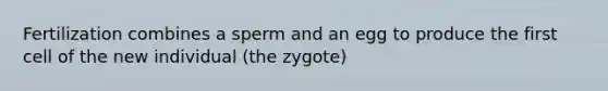 Fertilization combines a sperm and an egg to produce the first cell of the new individual (the zygote)