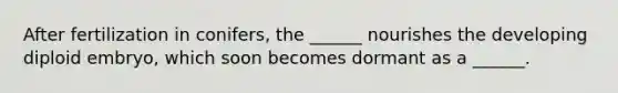 After fertilization in conifers, the ______ nourishes the developing diploid embryo, which soon becomes dormant as a ______.