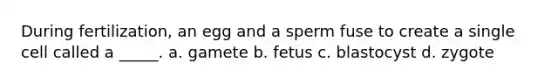 During fertilization, an egg and a sperm fuse to create a single cell called a _____. a. gamete b. fetus c. blastocyst d. zygote