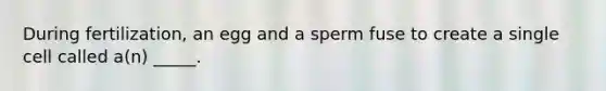 During fertilization, an egg and a sperm fuse to create a single cell called a(n) _____.