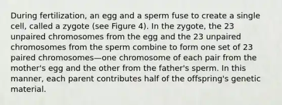 During fertilization, an egg and a sperm fuse to create a single cell, called a zygote (see Figure 4). In the zygote, the 23 unpaired chromosomes from the egg and the 23 unpaired chromosomes from the sperm combine to form one set of 23 paired chromosomes—one chromosome of each pair from the mother's egg and the other from the father's sperm. In this manner, each parent contributes half of the offspring's genetic material.