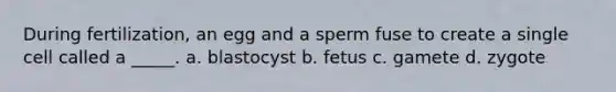 During fertilization, an egg and a sperm fuse to create a single cell called a _____. a. blastocyst b. fetus c. gamete d. zygote