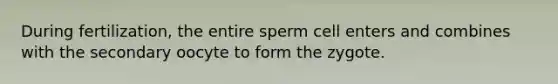 During fertilization, the entire sperm cell enters and combines with the secondary oocyte to form the zygote.