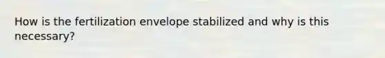 How is the fertilization envelope stabilized and why is this necessary?