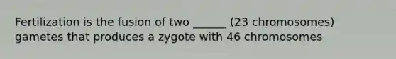 Fertilization is the fusion of two ______ (23 chromosomes) gametes that produces a zygote with 46 chromosomes