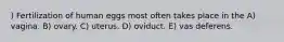 ) Fertilization of human eggs most often takes place in the A) vagina. B) ovary. C) uterus. D) oviduct. E) vas deferens.