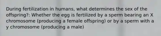 During fertilization in humans, what determines the sex of the offspring?: Whether the egg is fertilized by a sperm bearing an X chromosome (producing a female offspring) or by a sperm with a y chromosome (producing a male)