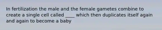 In fertilization the male and the female gametes combine to create a single cell called ____ which then duplicates itself again and again to become a baby