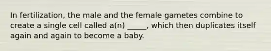 In fertilization, the male and the female gametes combine to create a single cell called a(n) _____, which then duplicates itself again and again to become a baby.