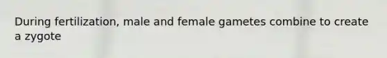 During fertilization, male and female gametes combine to create a zygote