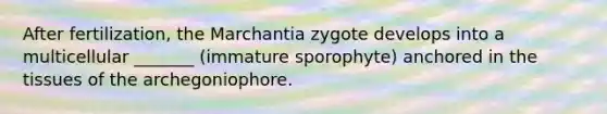 After fertilization, the Marchantia zygote develops into a multicellular _______ (immature sporophyte) anchored in the tissues of the archegoniophore.