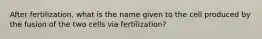 After fertilization, what is the name given to the cell produced by the fusion of the two cells via fertilization?