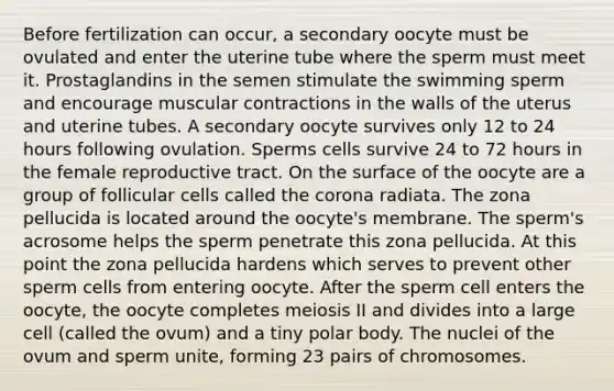 Before fertilization can occur, a secondary oocyte must be ovulated and enter the uterine tube where the sperm must meet it. Prostaglandins in the semen stimulate the swimming sperm and encourage muscular contractions in the walls of the uterus and uterine tubes. A secondary oocyte survives only 12 to 24 hours following ovulation. Sperms cells survive 24 to 72 hours in the female reproductive tract. On the surface of the oocyte are a group of follicular cells called the corona radiata. The zona pellucida is located around the oocyte's membrane. The sperm's acrosome helps the sperm penetrate this zona pellucida. At this point the zona pellucida hardens which serves to prevent other sperm cells from entering oocyte. After the sperm cell enters the oocyte, the oocyte completes meiosis II and divides into a large cell (called the ovum) and a tiny polar body. The nuclei of the ovum and sperm unite, forming 23 pairs of chromosomes.