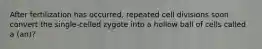 After fertilization has occurred, repeated cell divisions soon convert the single-celled zygote into a hollow ball of cells called a (an)?
