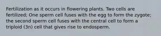 Fertilization as it occurs in flowering plants. Two cells are fertilized; One sperm cell fuses with the egg to form the zygote; the second sperm cell fuses with the central cell to form a triploid (3n) cell that gives rise to endosperm.