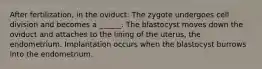 After fertilization, in the oviduct: The zygote undergoes cell division and becomes a ______. The blastocyst moves down the oviduct and attaches to the lining of the uterus, the endometrium. Implantation occurs when the blastocyst burrows into the endometrium.