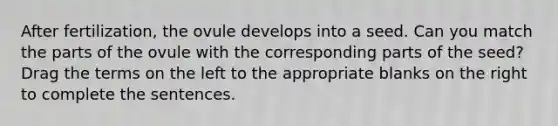 After fertilization, the ovule develops into a seed. Can you match the parts of the ovule with the corresponding parts of the seed? Drag the terms on the left to the appropriate blanks on the right to complete the sentences.