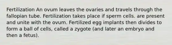 Fertilization An ovum leaves the ovaries and travels through the fallopian tube. Fertilization takes place if sperm cells. are present and unite with the ovum. Fertilized egg implants then divides to form a ball of cells, called a zygote (and later an embryo and then a fetus).