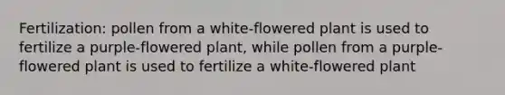 Fertilization: pollen from a white-flowered plant is used to fertilize a purple-flowered plant, while pollen from a purple-flowered plant is used to fertilize a white-flowered plant