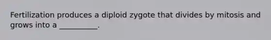 Fertilization produces a diploid zygote that divides by mitosis and grows into a __________.