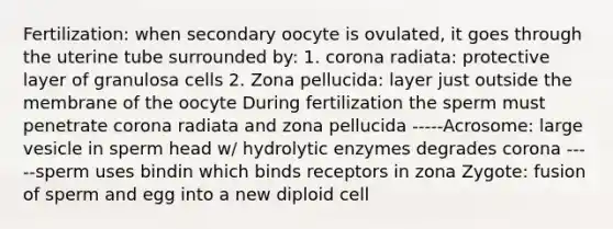 Fertilization: when secondary oocyte is ovulated, it goes through the uterine tube surrounded by: 1. corona radiata: protective layer of granulosa cells 2. Zona pellucida: layer just outside the membrane of the oocyte During fertilization the sperm must penetrate corona radiata and zona pellucida -----Acrosome: large vesicle in sperm head w/ hydrolytic enzymes degrades corona -----sperm uses bindin which binds receptors in zona Zygote: fusion of sperm and egg into a new diploid cell