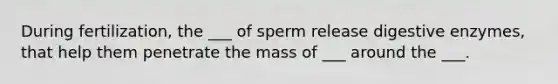 During fertilization, the ___ of sperm release digestive enzymes, that help them penetrate the mass of ___ around the ___.