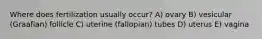 Where does fertilization usually occur? A) ovary B) vesicular (Graafian) follicle C) uterine (fallopian) tubes D) uterus E) vagina