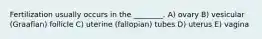 Fertilization usually occurs in the ________. A) ovary B) vesicular (Graafian) follicle C) uterine (fallopian) tubes D) uterus E) vagina