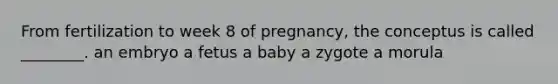 From fertilization to week 8 of pregnancy, the conceptus is called ________. an embryo a fetus a baby a zygote a morula