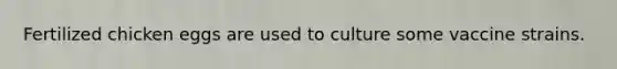 Fertilized chicken eggs are used to culture some vaccine strains.