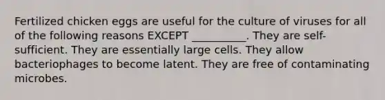 Fertilized chicken eggs are useful for the culture of viruses for all of the following reasons EXCEPT __________. They are self-sufficient. They are essentially large cells. They allow bacteriophages to become latent. They are free of contaminating microbes.