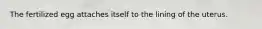 The fertilized egg attaches itself to the lining of the uterus.