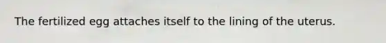 The fertilized egg attaches itself to the lining of the uterus.