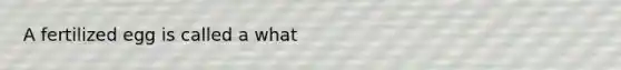 A fertilized egg is called a what