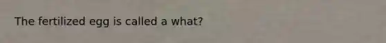 The fertilized egg is called a what?